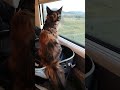 Special passenger #котики2024 #travel #trip #live #cat #familia #family