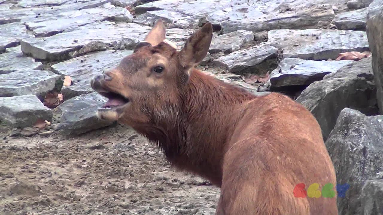 deer sounds like cow deer sounds like cow