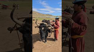 Огромные, умные яки в степях Монголии #путешествие #travel #shotrs #монголия #mongolia #яки #степь