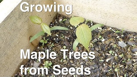 Growing Maple Trees from Seeds