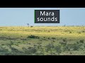Lions Hyenas And Other Wildlife Calling In The Masai Mara Lions Hyenas And Other Wildlife Calling In The Masai Mara