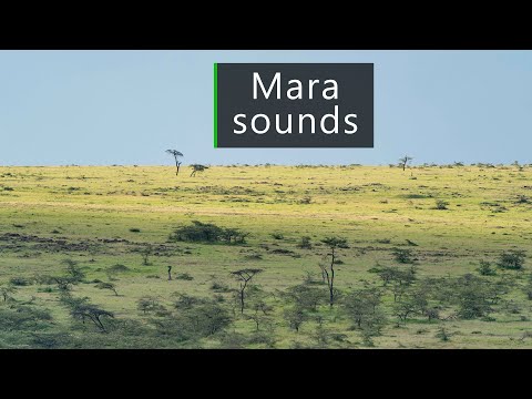 Lions Hyenas And Other Wildlife Calling In The Masai Mara