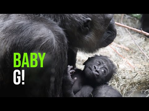 Video: Pet Scoop: Cinci de gorila din Zoo Cincinnati devine un nume special, salvat de Lions Sea