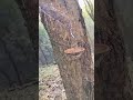 ভারত বাংলাদেশ সীমান্ত #viralvideo #india #bangladesh #border