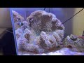 石垣島産ハタゴイソギンチャク