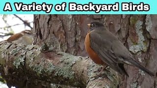 A variety of backyard birds #backyardbirds #birdwatching by Cookin' with Bobbi Jo 107 views 3 months ago 5 minutes, 46 seconds
