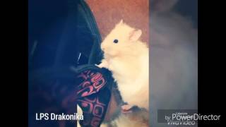 Vlog: Фото моего хомячка Персика Vlog: Фото моего хомячка Персика