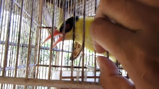 Download Lagu THIS 25 YEAR OLD BIRD WAS NOT SOLD IN ANY WAR, SUDDENLY IT GOT OUT OF STOCK..WHY!!? Download Lagu THIS 25 YEAR OLD BIRD WAS NOT SOLD IN ANY WAR, SUDDENLY IT GOT OUT OF STOCK..WHY!!?