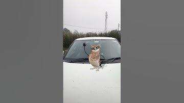 apt apt versi 😅🤣 #comedy #dance #funny #entertainment #apt #childhood #child #youtube #youtubeshorts