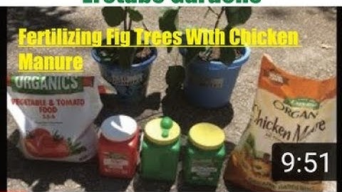 Fertilizing Fig Trees With Chicken Manure.
