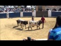 Doma de cabestros (toros). Toros Taru.