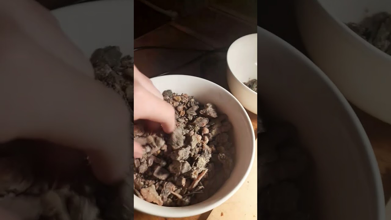 Очистка живицы из леса🌲. Все это пойдет в будущие крема и мази.