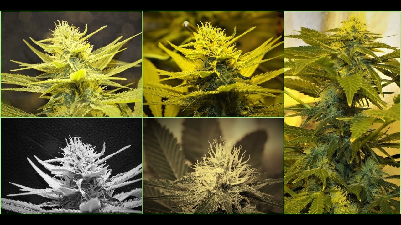 White Rhino by GreenHouse Seeds. Day 25-29 of flowering. Cannabis plants look great. Big buds!