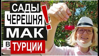 Турция: ДОМ В ДЕРЕВНЕ. Как живут турки? Сады черешни. Маковые поля. Турецкий самовар и шашлык