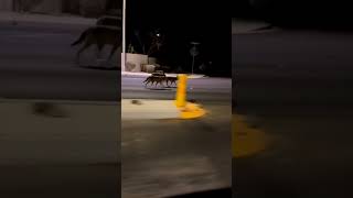 Coyotes Hunting In Henderson Nv.