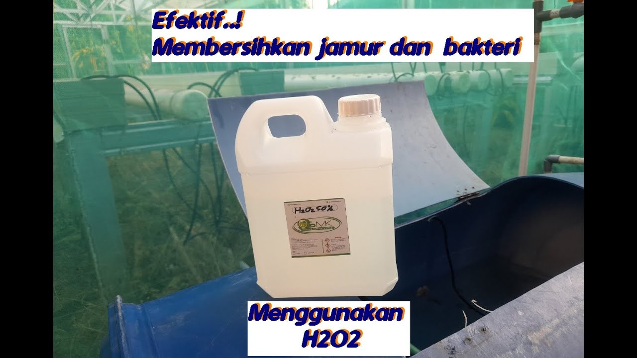CARA MEMBERSIHKAN BAKTERI, JAMUR DAN LUMUT MENGGUNAKAN H202 PADA SISTEM HIDROPONIK