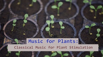 Music for Plants: Classical Music for Plant Stimulation