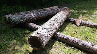 Moving Around BIG White Oak Saw Logs And Firewood Logs With The Tractor