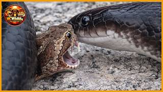 Inside the Snake Wars: King Cobra vs Python and Deadly Rivals | Animal Fight