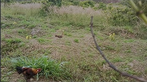 Bẫy gà rừng bằng mồi mái bổi tơ quá  nhanh ngày 22/1/2023.lỗi kỹ thuật cắm giò anh em xem vui.
