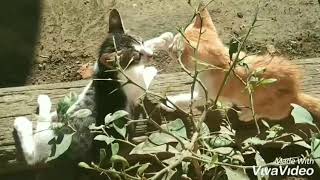 story wa dj pom pom versi  kucing romantis wkwkkwk