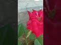 dekho dekho😍😍#shorts #viral #love #trending #nature