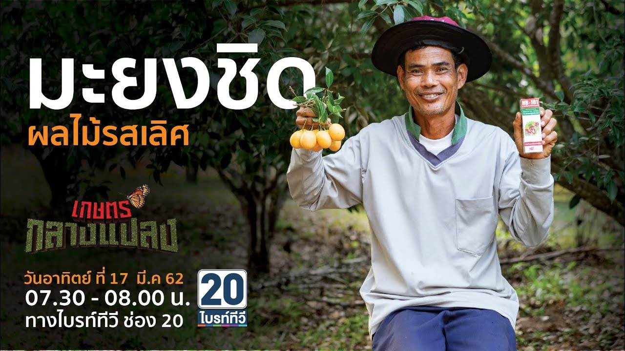 มะยงชิดผลไม้รสเลิศ l เกษตรกลางแปลง l 17 มี.ค. 62