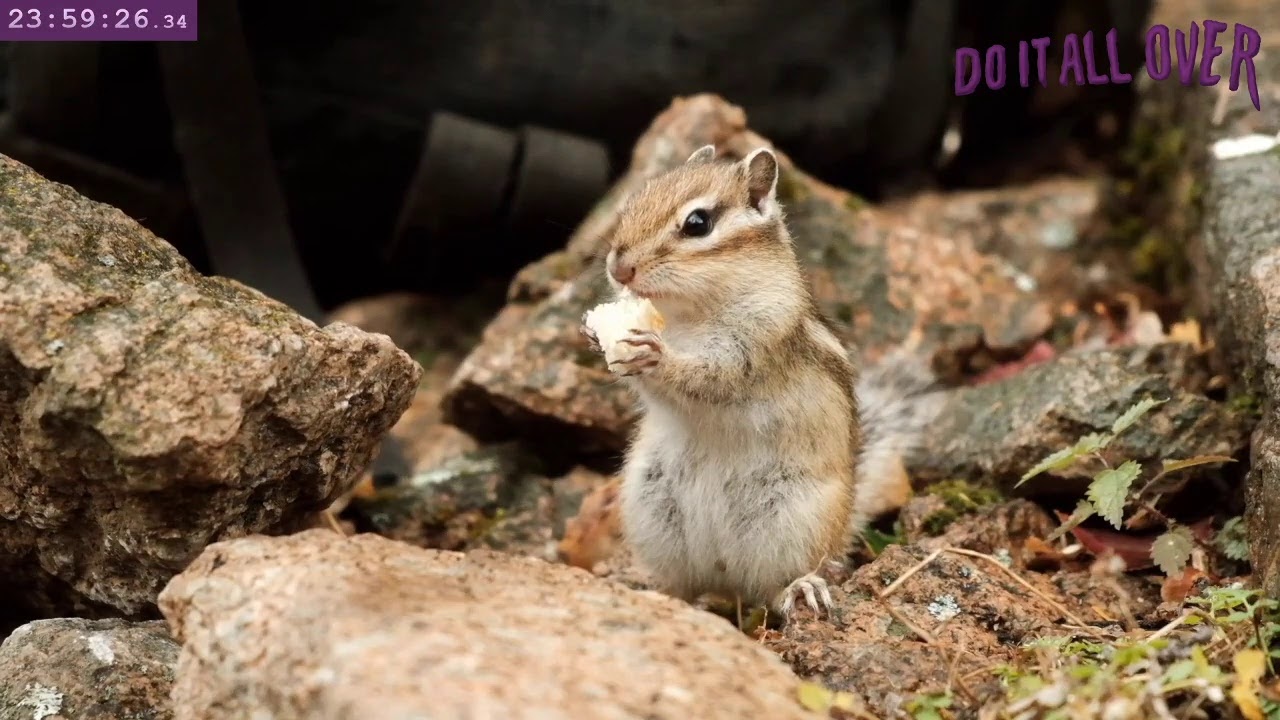 Lil Chipmunk Twitch