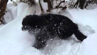 Bouncing newfoundland puppy in snow by TonkineseKitty 304 views 11 years ago 13 seconds