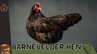 BARNEVELDER HEN Information and Growing Tips!!