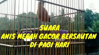 Download Lagu Suara Anis Merah Gacor Di Pagi Hari MP3