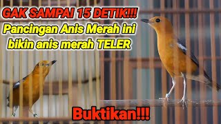 Download Lagu SUARA ANIS MERAH GACOR NGECIT NGECIS 99% SUKSES MEMANCING ANIS MACET AGAR IKUT NGEPLONG MP3
