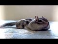 シマリスビッケお昼寝タイム《Time for Nap, Bikke》