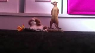 The meercat and the dog animation