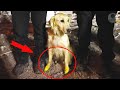 Rescue dogs do not spare their paws and even give their lives saving people under the rubble in Turk