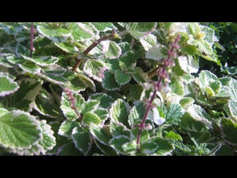 Video: Hosta biljke za sunce – odabir hosta koje vole sunce