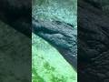 🐊🔥 Amazon’s Deadliest Water Hunter – Black Caiman! #wildlife #documentary #blackcaiman #facts