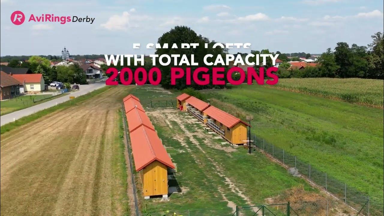 AviRings Derby YouTube