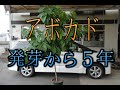 アボカド発芽から５年　かなり大きくなりました。