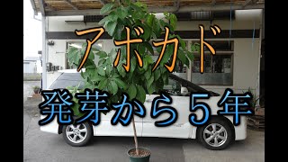 アボカド発芽から５年 かなり大きくなりました Youtube