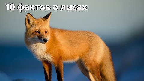 10 фактов о лисах, о которых ты не знал! #животные #хочуфакты #животноеасмр #книгаживотных #красота