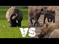 Amboseli vs masai mara best kenya safari