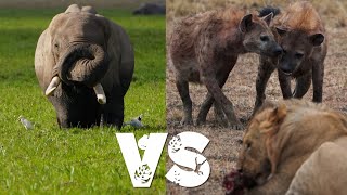 Amboseli vs Masai Mara. Best Kenya Safari?