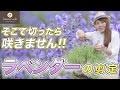【要注意】ラベンダーを枯らす原因はコレ!剪定のNG例と正しいやり方・基本的な管理方法を解説します♪