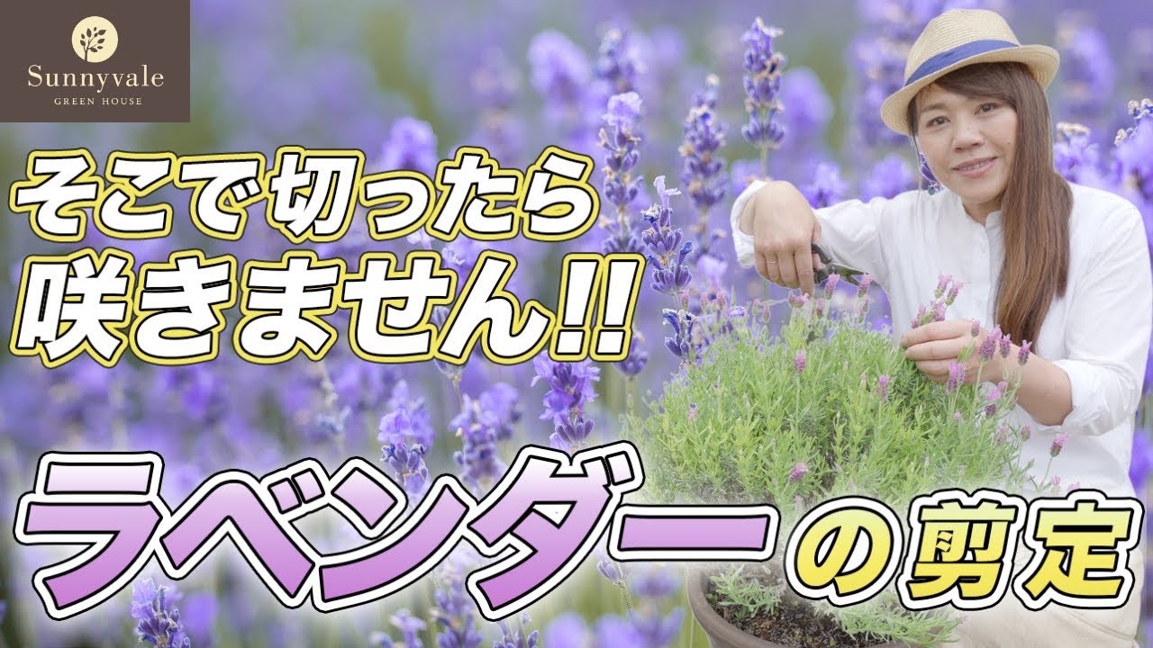 【要注意】ラベンダーを枯らす原因はコレ！剪定のNG例と正しいやり方・基本的な管理方法を解説します♪
