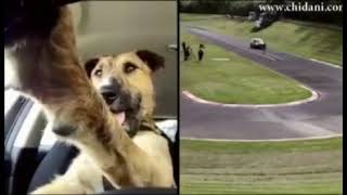 this dog can drive a car 😳😳😳