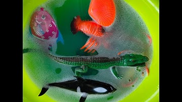 Con cua, con cá, con tôm ,con cá heo, con cá sấu, con ếch , Binbotv các con vật part 38