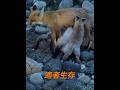 メスギツネが可哀想だ！適者生存だ！ #animals #動物プロダクション #動物