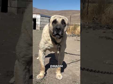 Почему собака никогда не сможет победить волка? #wolf #dog #dogvswolf