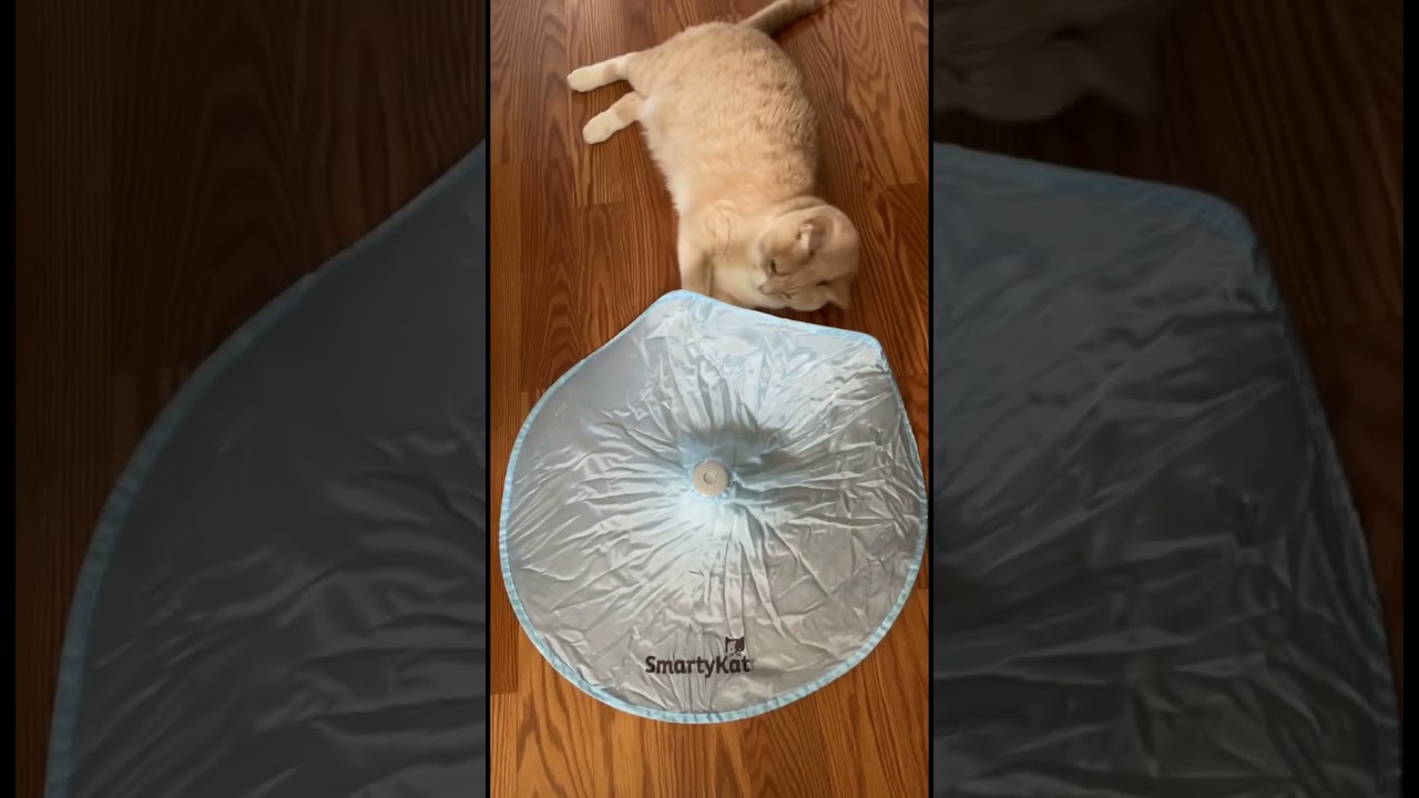 Butters gives electric cat toy a 100/10 🙈🙉